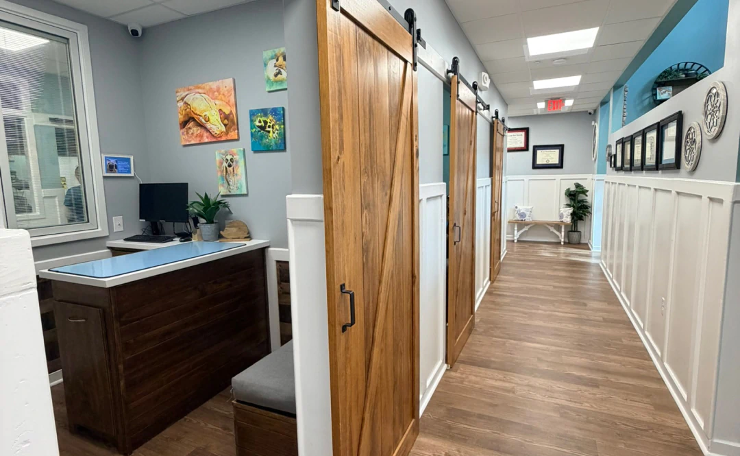 Desktop_Services_Real_Estate A hallway with wooden floors, sliding barn doors on the right, art on blue walls, a bench and desk on the left, white wainscoting, and ceiling lights.